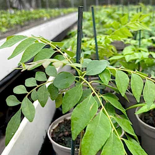 Curry leaf plants are back