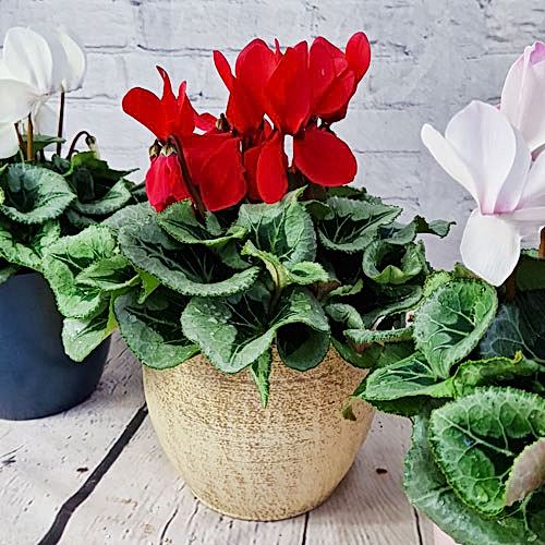 Flowering pot plants