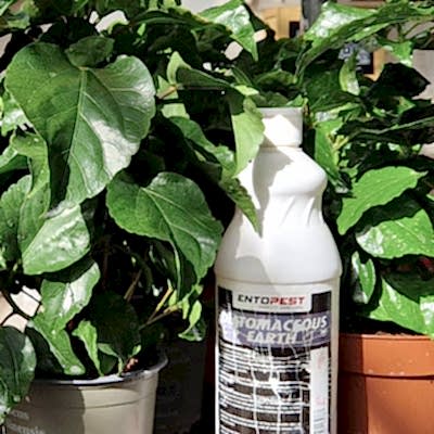 Diatomaceous Earth
