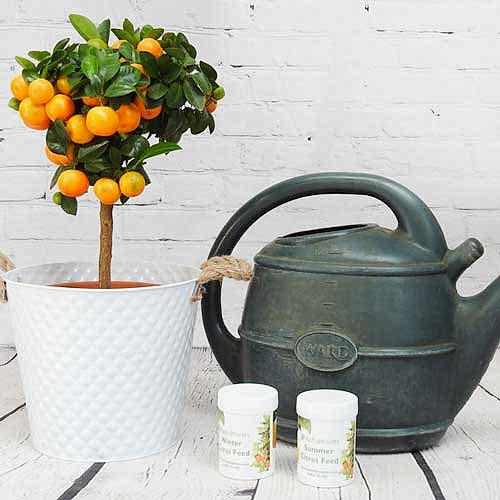 How to care for plants