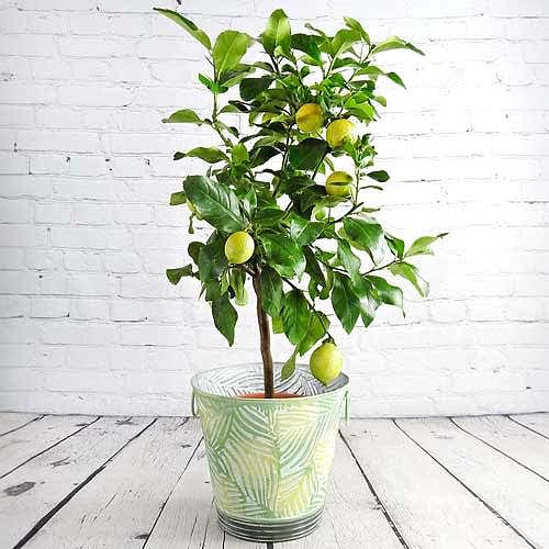 Large Lemon Trees