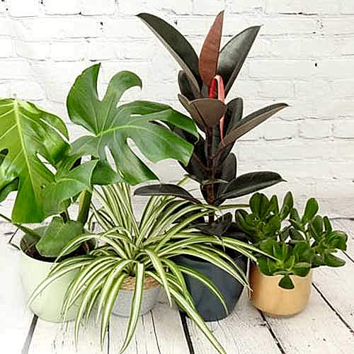 Low maintenance plants