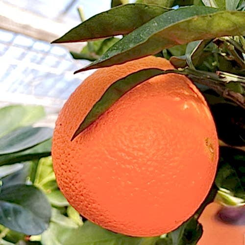 Large Orange Fruit