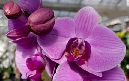 Orchid close up