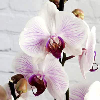 Moth Orchid
