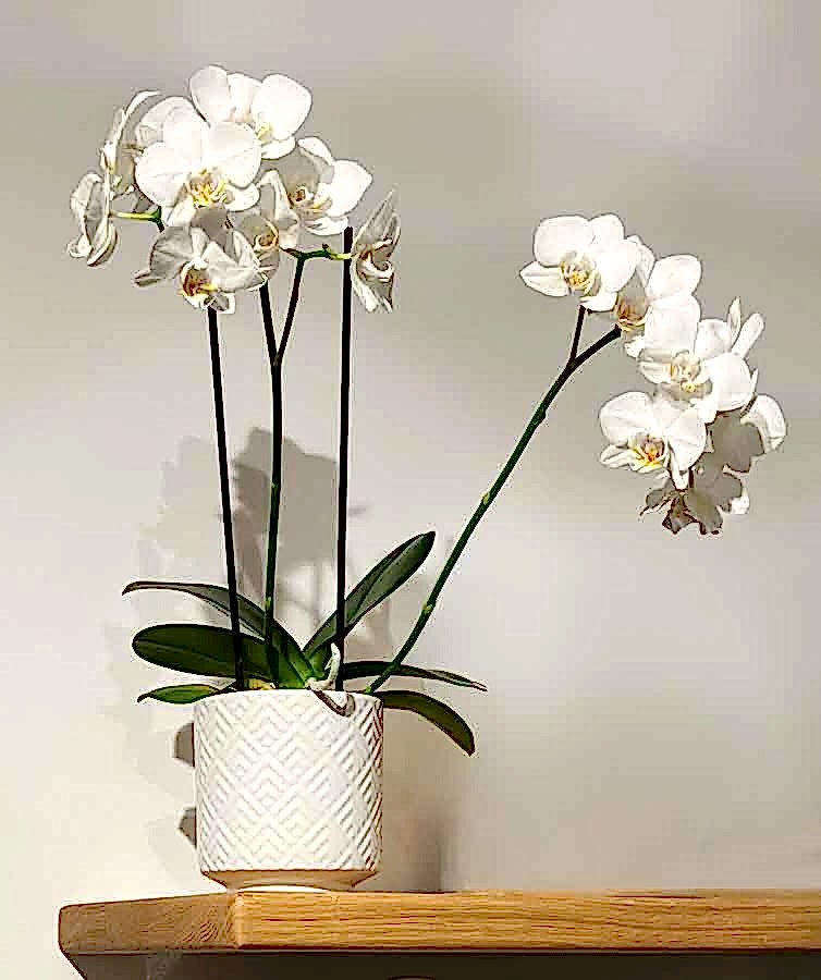 Orchid position