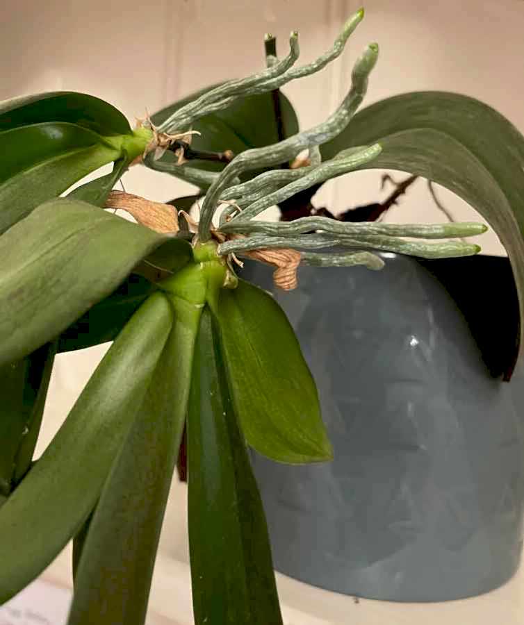 Orchid Aerial roots