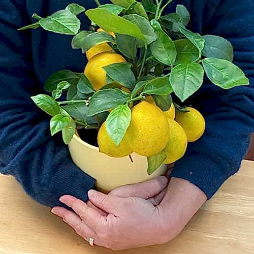 Hugging a lemon tree