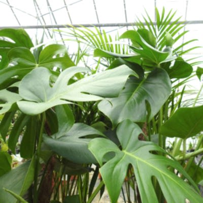 Plants for staff well being