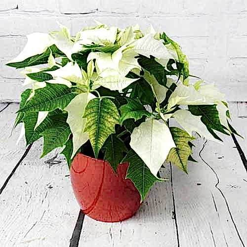 white poinsettia