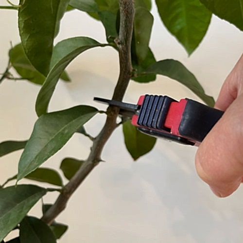 Pruning citrus trees