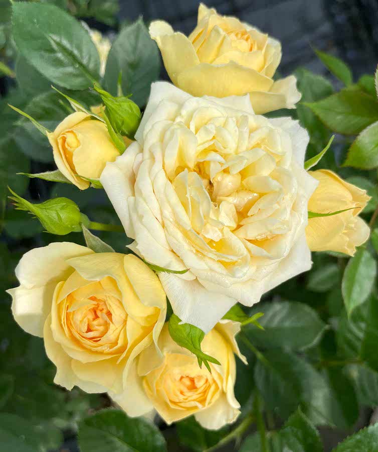 Yellow patio rose