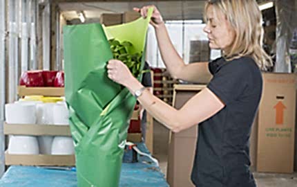 gift wrapped plants