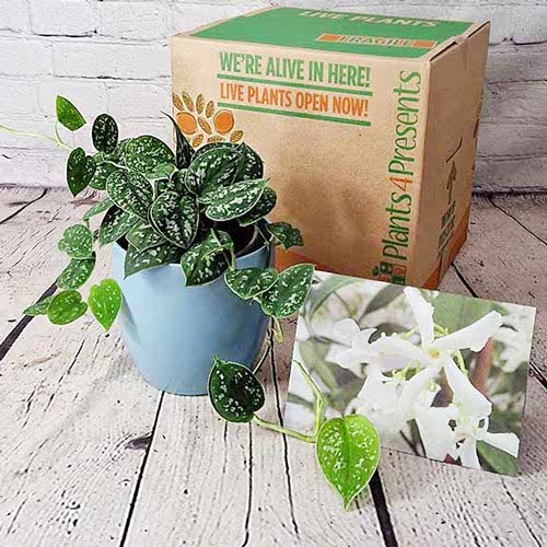 indoor plants for father's day