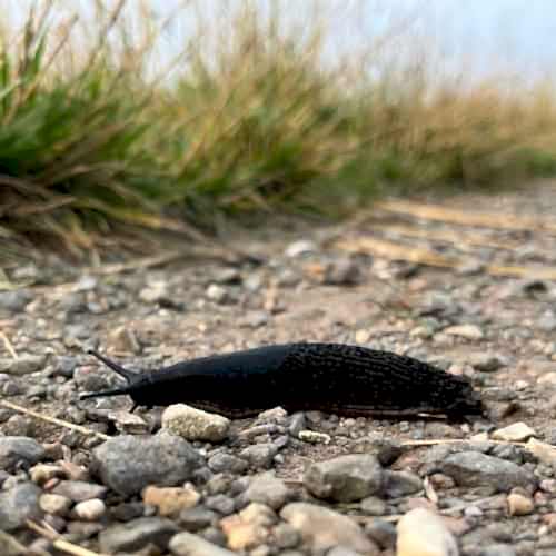 pesky slugs