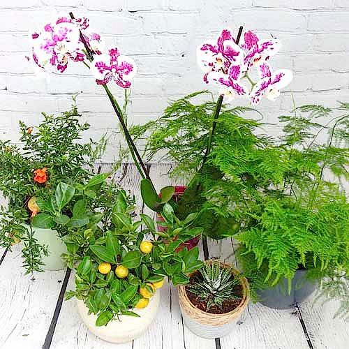 Plants for small spaces