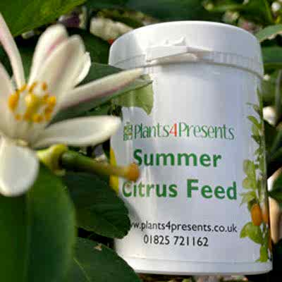 Summer Citrus care