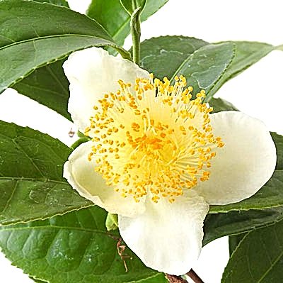 Tea plant flowers