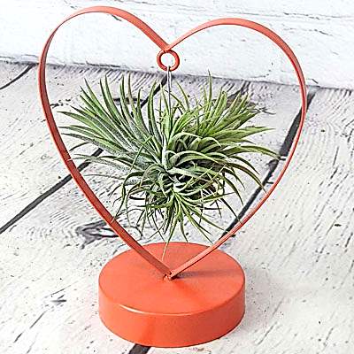 Valentine's Tillandsia